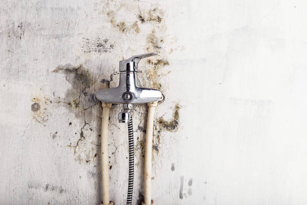 Best Mold Testing and Inspection Services in Garden Grove, FL