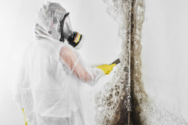 Best Industrial Mold Remediation in Garden Grove, FL