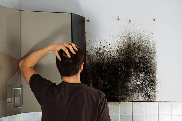 Best Black Mold Remediation in Garden Grove, FL